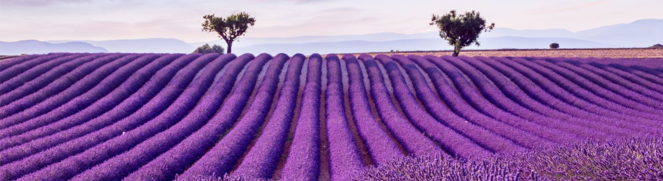 The enthralling countryside of Provence